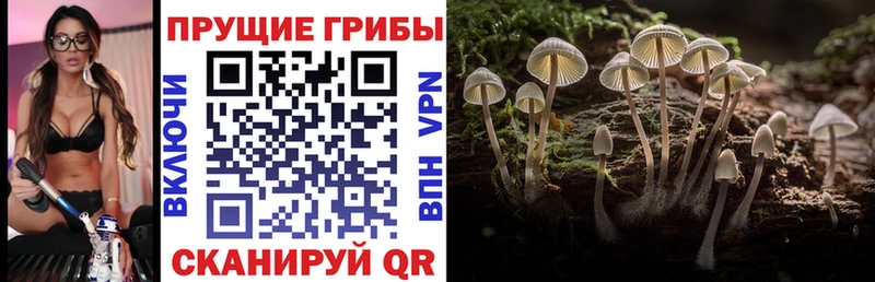 Галлюциногенные грибы Psilocybe  что такое   Раменское 
